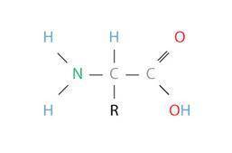 .

In the following diagram of an amino acid, what does R stand for?
It marks the spot where two a