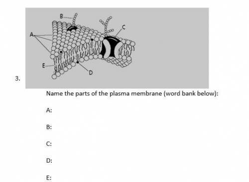Name the parts of the plasma membrane

Word Bank: Fatty acid tails, Cholesterol, phosphate heads,