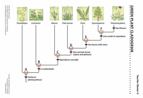 Are mosses a direct ancestor of flowering plants? Explain.