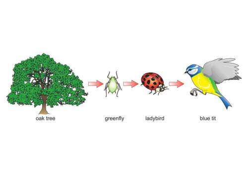 Use the model to explain how these four organisms received the food matter they need to create the