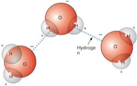 What factor is most responsible for the polar nature of the water molecule?

A. Geometry.
B. Net C