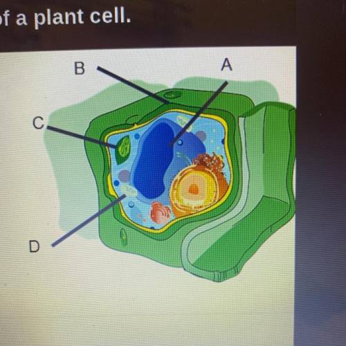 Use the drop-down menus to label the organelles in the picture to the right.

Label A
Label B
Labe