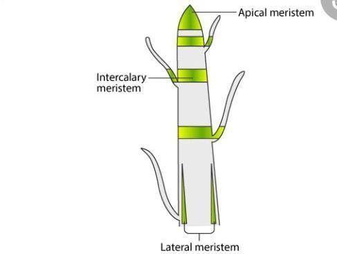 Function of meritematic tissue