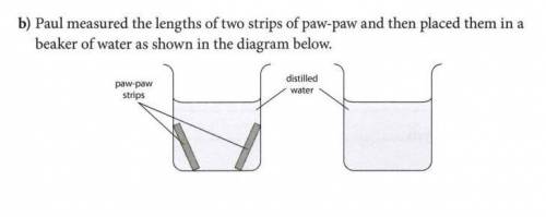 Paul measure the length of two strips of Papa and then place them in a beaker of water as shown in