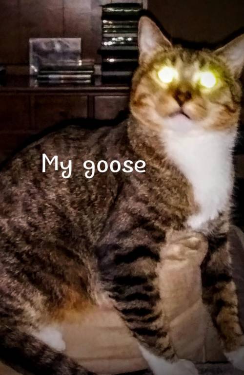 Is this the cat god?​