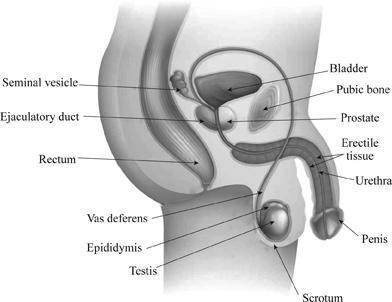 (MALE REPRODUCTIVE SYSTEM) give me a short sentence of what each of them do. Please answer all