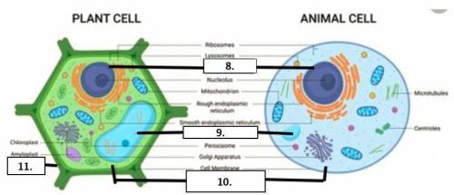 What are the 2 types of cells (not plant and animal)? Describe each type. Are you made of prokaryot
