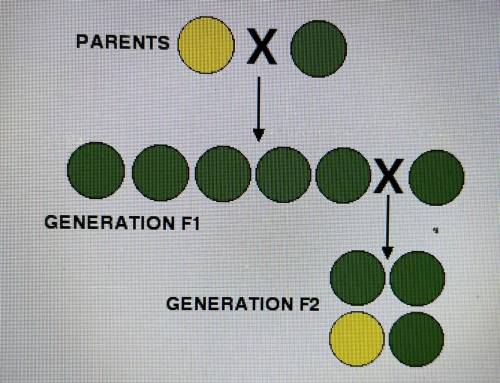 What is the genotype ratio of the F2 plants?
