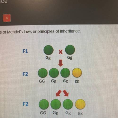 Which law or principle does the diagram represent?

dominance
independent assortment
segregation
g