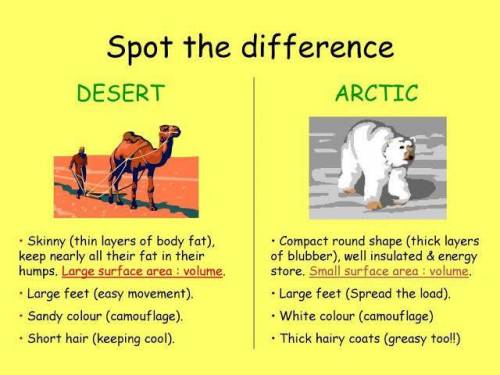 Difference between polar animals and desert animals.​