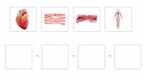 Drag each tile to the correct box.

Place the parts of the human circulatory system in order from