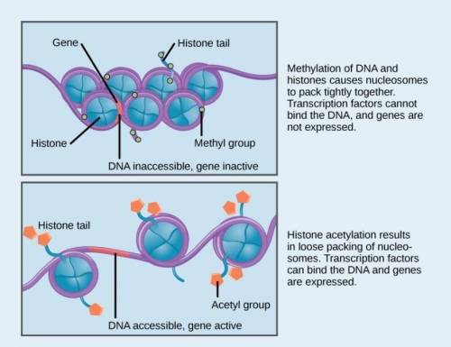 4. Eukaryotic DNA  is found as chromatin in the nucleus. Concisely describe what is the effect of re