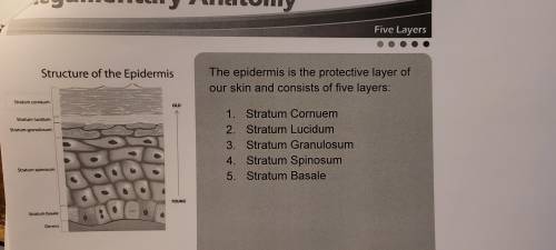 Which answer has the layers in the epidermis in order from superficial to deep?
pls pst