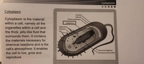 Which of the following describes cytoplasm?
pls pst.