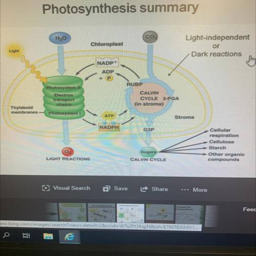 Die

Part I: The Big Picture
Let's see how well you understand the overall process of photosynthesi