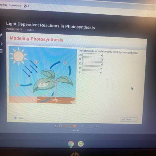 Modeling Photosynthesis

Which labels would correctly model photosynthesis?
A:
B:
V
C:
V
D:
A А
In