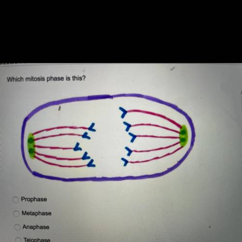 Which mitosis phase is this?
Prophase
Metaphase
Anaphase
Telophase