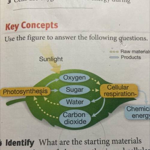 What does the digram above reveal about the connections between photosynthesis and cellular respira