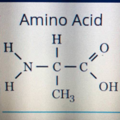 Amino acids are the building blocks of proteins in the body.

The formation of amino acids takes p