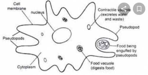 What are the labels of amoeba in biology