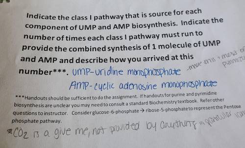 Indicate the class I pathway that is the source for each component of UMP and AMP biosynthesis. Ind