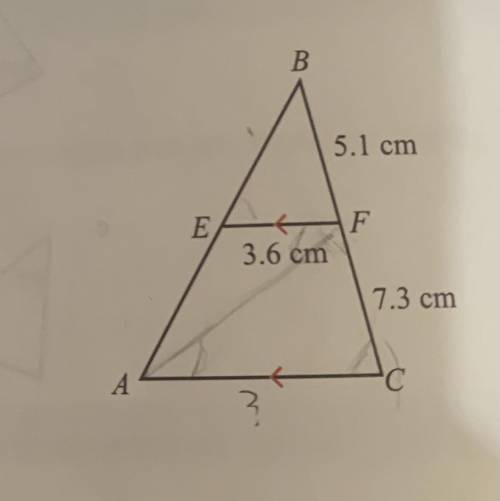 The diagram shows triangle ABC. If AC is parallel to EF, find the length of AC