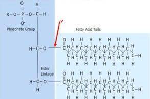 What is the relationship between the carbon, hydrogen, and oxygen atoms from sugar molecules, forme
