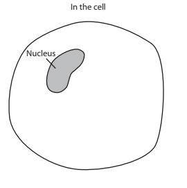 What do proteins do when they enter cells?