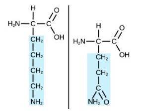 Many biomolecules are also polymers. Poly - many. Mer - parts. A polymer is a molecule made up of m
