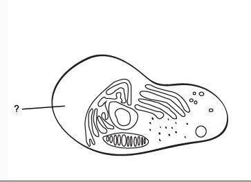 Which term identifies this part of the eukaryotic cell?