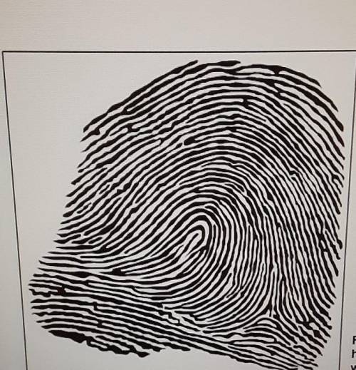 The ridge count of this fingerprint is closest to --- ridges.

A) 5B) 0C) 17D) 7E) 12