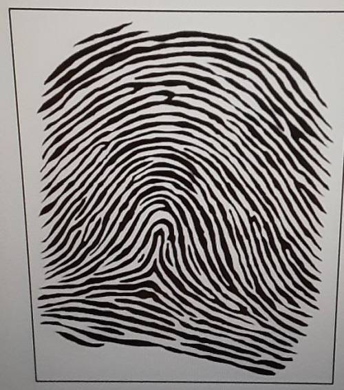 The ridge count of this fingerprint is closest to -- ridges.

A) 8B) 10C) 2D) 5E) 0
