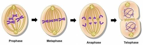 What are the stages of mitosis