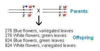 HELP ASAP THANKS + explain!! - will mark brainiest :).

A certain wild-type plant has blue flowers