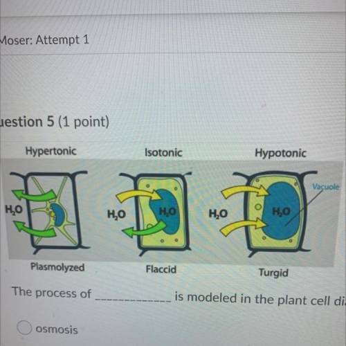 The process of

is modeled in the plant cell diagrams seen here.
osmosis
tonicity
active transport