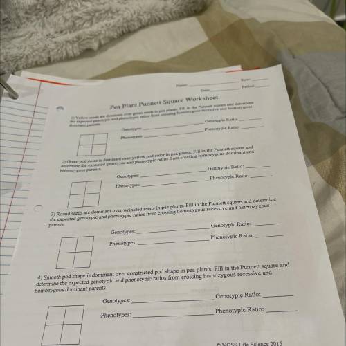 Does anyone know Pea plant Punnett square worksheet?