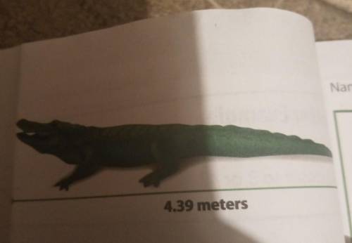 The picture at the right shows the length of an average American alligator. What is the length of t