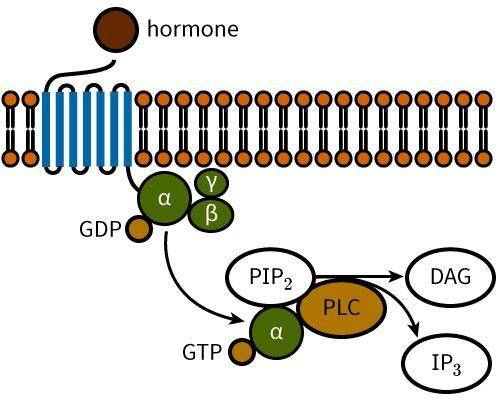 A hormone signals through a G protein-coupled receptor as shown in the diagram. After the productio