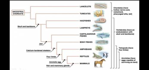 How to read a phylogenetic tree ( add details pls)