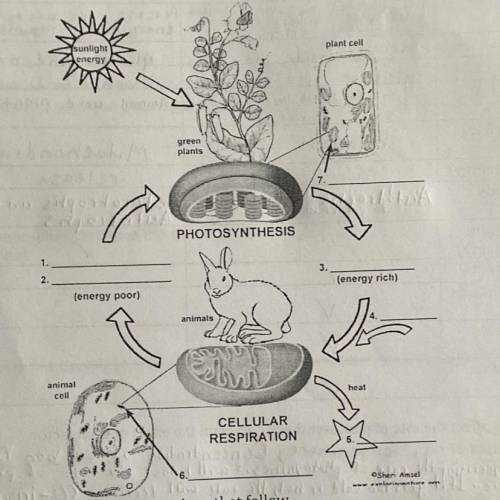 label the relationship between the process of photosynthesis and cellular respiration as it relates