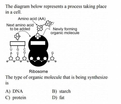 The diagram below represents a process taking place in a cell. The type of organic molecule that is