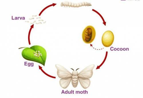 Life cycle of a silkworm model/drawing