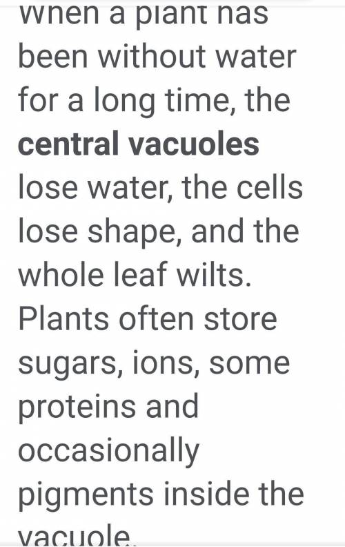 Which organelle in a plant cell is most affected when a plant has not received any water? Explain yo