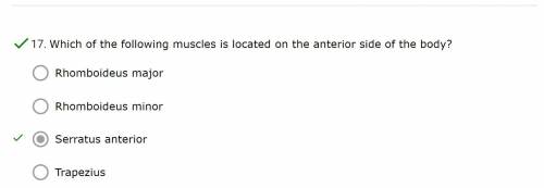 Which of the following muscles is located on the anterior side of the body?