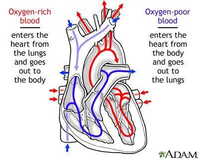 Explain the flow of the blood in and out of the heart.