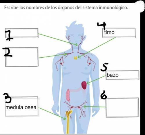Ayudenme a completar y corregir este mapa del cuerpo humano (sistema imunologico)