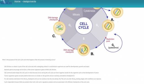 what is the purpose of the cell cycle and what happens when the process involved go away. Choose al