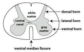 In the image above, the region labeled “ A “ is called the . . .

White matter 
Dorsal Horn
Central