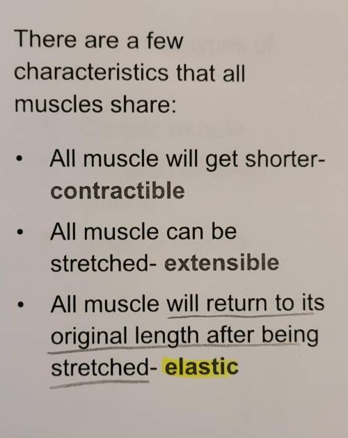 Why does a muscle return to its original length after being stretched?

*It is elastic.
It is mall