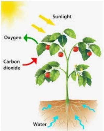 What is Photosynthesis? ‎ ‎ ‎ ‎ ‎ ‎ ‎ ‎ ‎ ‎ ‎ ‎ ‎